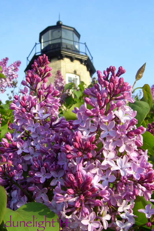 Lilacs_of_White_River_LightWP